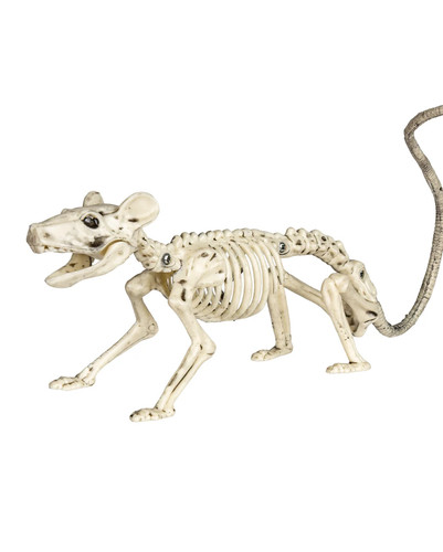 Skelett ratte als - skelett,