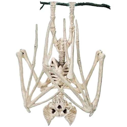 Halloween fledermaus skelett - halloween,