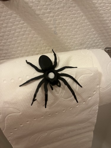 Halloween prank spinne - halloween, prank-spinne