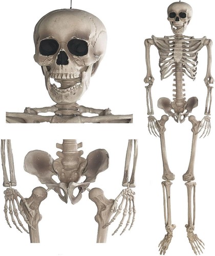 Skelett halloween lebensgroß - skelett,