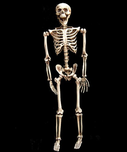 Skelett halloween lebensgroß - skelett,